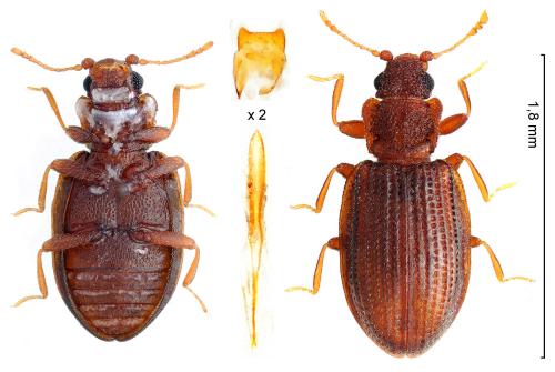 Latridius porcatus